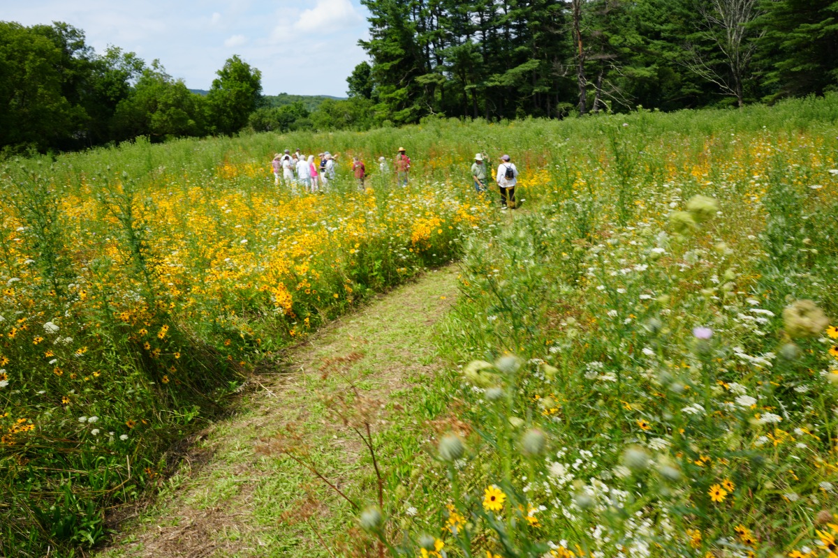 Wildflowers at Berkshire Botanical Garden, Stockbridge MA