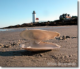 Clamshell on the beach, Annisquam MA