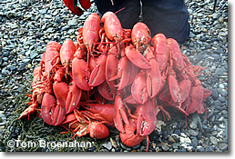 Maine lobsters