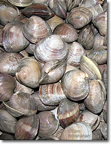 Clams, New England