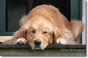 Pooch on Steps, New England