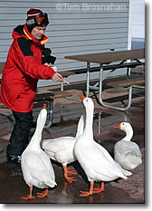 Geese at Mt Cranmore Ski Area, N Conway NH