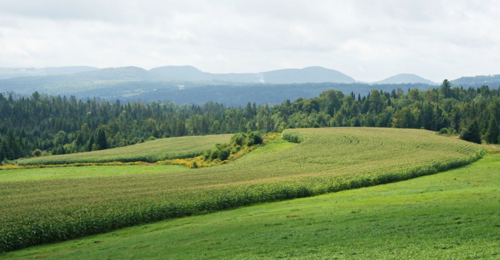 Fields near Hardwick VT