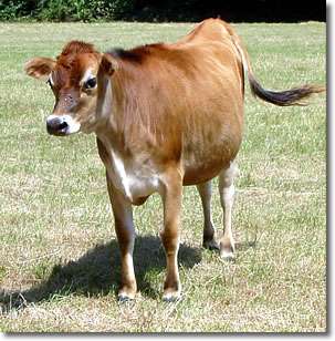 Jersey Cow