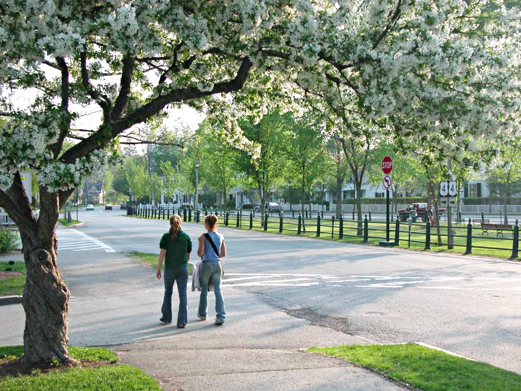 Blossom-covered tree, Woodstock VT